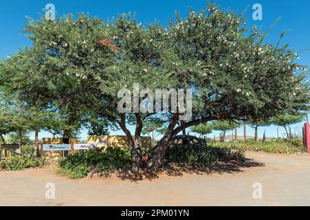 Ein Kameldornbaum, Acacia erioloba oder Vachellia erioloba, voller Samenschoten. Die Samen werden vom Vieh verzehrt und können als Ersatz geröstet werden Stockfoto