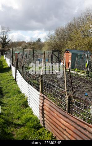 Allotments, Debenham, Suffolk, England, Vereinigtes Königreich Stockfoto