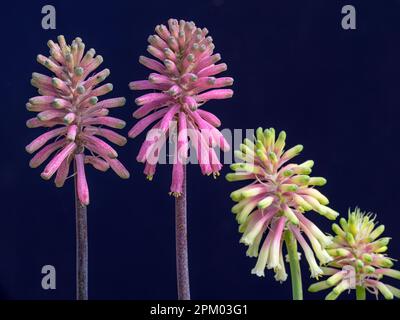 Veltheimia bracteata, "Rosalba", Winter Red-Hot-Poker Stockfoto