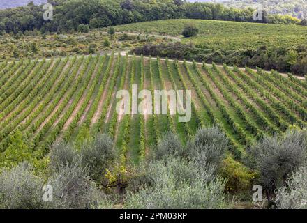 Die ländliche Landschaft mit Weinbergen in der Nähe von Pienza in der Toskana. Italien Stockfoto