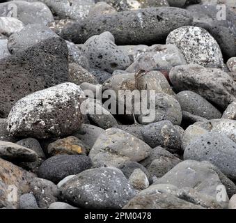 Gemeiner Brecher zwischen Felsen. Eurasischer Curlew, Numenius arquata Stockfoto