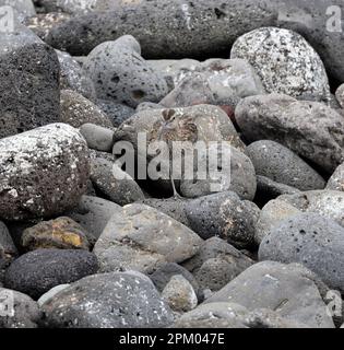 Gemeiner Brecher zwischen Felsen. Eurasischer Curlew, Numenius arquata Stockfoto