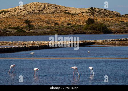 Cartagena, Murcia, Spanien. Flamingos im Regionalen Naturpark Calblanque © ABEL F. ROS/Alamy Stock Stockfoto