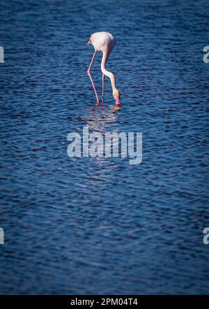 Cartagena, Murcia, Spanien. Flamingos im Regionalen Naturpark Calblanque © ABEL F. ROS/Alamy Stock Stockfoto