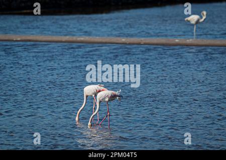 Cartagena, Murcia, Spanien. Flamingos im Regionalen Naturpark Calblanque © ABEL F. ROS/Alamy Stock Stockfoto