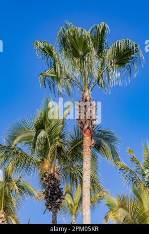Spitze einer Gruppe von Kokospalmen vor klarem, blauem, wolkenlosem Himmel im Hintergrund, lange, schlanke braune Stämme, grüne und gelbliche Blätter, sonnige Tropfen Stockfoto