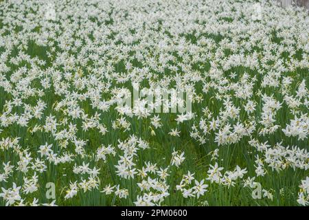 Weiße Narzissen (Narcissus poeticus), auch Dichternarzissen, Montreux-Narzissen oder echte Narzissen genannt im Neulandpark in Leverkusen. Stockfoto