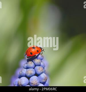 Makrofotografie eines roten Marienkäfers oder Marienkäfers, der im Frühling auf einen blauen Muscari-Blumenkopf klettert, mit Kopierbereich Stockfoto