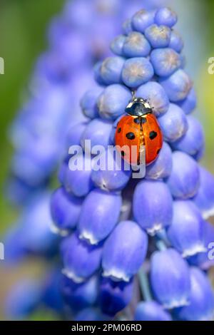Makrofotografie eines roten Marienkäfers oder Marienkäfers, der im Frühling auf einen blauen Muscari-Blumenkopf klettert, mit Kopierbereich Stockfoto