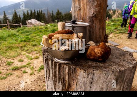 Gereinigte Pilze in einer Schüssel. Pilze, die in den Bergen gesammelt wurden. Eine Schüssel Pilze vor dem Hintergrund von Bergen und Wäldern. Essbare Pilze Stockfoto