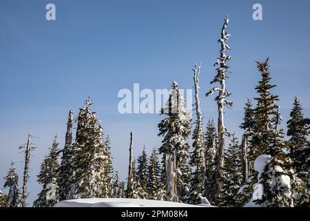 WA23291-00...WASHINGTON - Schnee- und eisbesetzte Bäume und Hängenbleiben am Hurricane Ridge, Olympic National Park. Stockfoto
