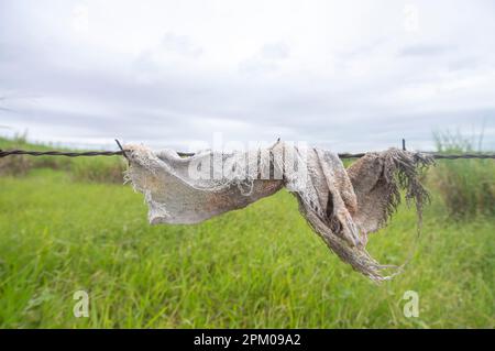 Altes Tuch in einem Zaun mit Vegetation im Hintergrund an einem bewölkten Tag, Konzept der Umweltverschmutzung der Natur. Stockfoto