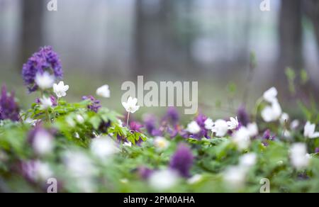 Weiße und lila Blumen im Frühlingswald. Weiße Holzanemonenblumen im Frühlingswald. Waldwiesen mit Primerose-Blüten (Nemorosa) Stockfoto
