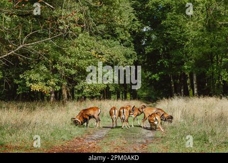Die europäische Mufflonherde im Wald. Europäisches Mouflon - Ovis orientalis musimon, wunderschöne primitive Schafe mit langen Hörnern aus europäischen Wäldern und Stockfoto