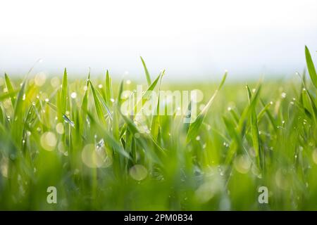 Junge Sprossen aus grünen Weizengrünen mit Tautropfen auf sonnigem, verschwommenem Hintergrund. Naturhintergründe Stockfoto