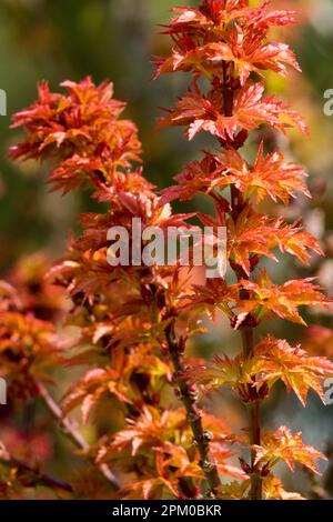 Orange, Blätter auf Zweigen, Sträucher, kleiner Baum, April, Acer palmatum, Frühling, japanischer Ahorn Stockfoto