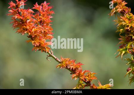 Orange, Ahorn, Frühling, Laub, Acer palmatum Kotohime, Laub, Sträucher, Garten, japanischer Ahorn Stockfoto