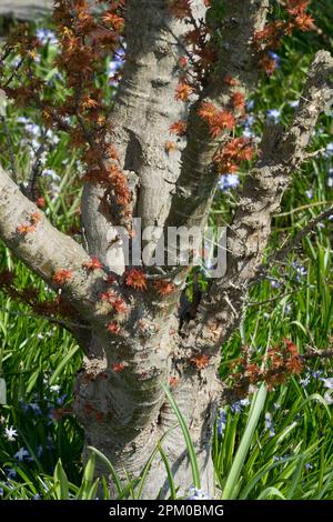 Japanischer Ahorn, Acer palmatum Tree Trunk, Acer palmatum „Kotohime“ Stockfoto