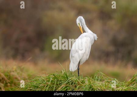 Der große Reiher (Ardea alba) stank seine Federn im Sumpf. Elsass, Frankreich. Stockfoto