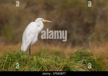 Der große Reiher (Ardea alba) stank seine Federn im Sumpf. Elsass, Frankreich. Stockfoto