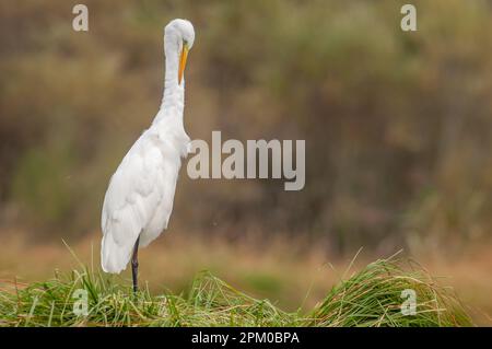 Der große Reiher (Ardea alba) stank seine Federn im Sumpf. Elsass, Frankreich. Stockfoto