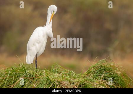 Der große Reiher (Ardea alba) stank seine Federn im Sumpf. Elsass, Frankreich. Stockfoto
