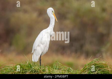Der große Reiher (Ardea alba) stank seine Federn im Sumpf. Elsass, Frankreich. Stockfoto