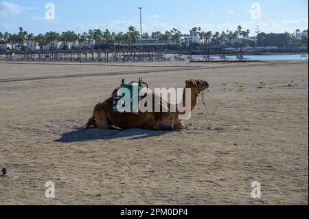 Kamel am Sandstrand. Winterurlaub am Meer und in der Sonne im Touristendorf Caleta de Fuste auf Fuerteventura, Kanarische Inseln, Spanien Stockfoto