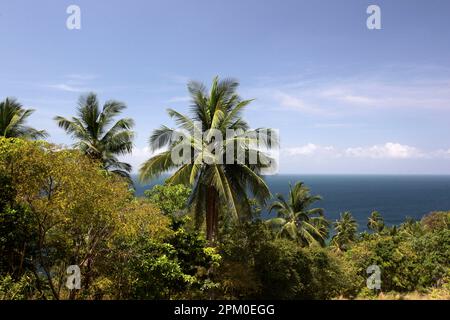 Ein Motorrad auf einer Straße auf der Insel Ko Tao in der Provinz Surat Thani in Thailand, Thailand, Ko Tao, März 2010 Stockfoto