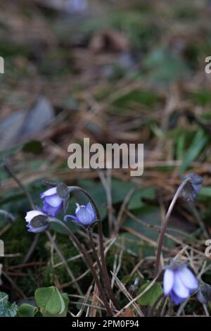 Foto von mehreren Primrosen im Wald Stockfoto