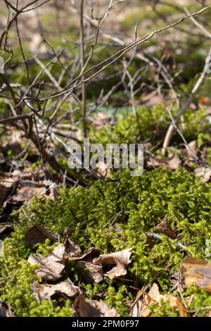 Foto von Frühlingsmoos im Wald Stockfoto