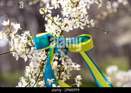 ukrainische Flagge in Form eines Bugs auf einer Kirschblüte im Frühjahr in der Ukraine Stockfoto