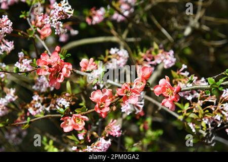 Rosa blühende chinesische Zierquitten Stockfoto