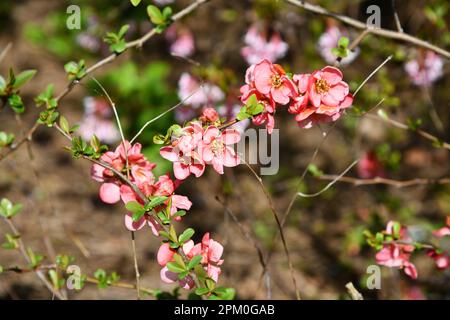 Rosa blühende chinesische Zierquitten Stockfoto