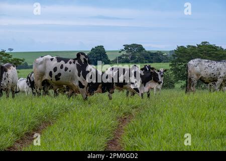 Milchrinder mit weißen und schwarzen Flecken auf grüner Weide. Stockfoto