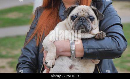 Ein fetter Hund in den Armen einer Frau. Stockfoto
