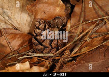 Herbstkulisse mit Kiefernzapfen, Kiefernadeln und braunen Buchenblättern auf dem Waldboden Stockfoto