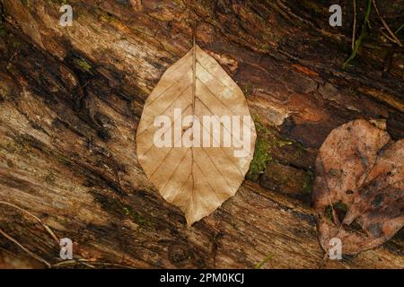 Braunes Buchenblatt auf einem Baumstamm im Waldboden Stockfoto
