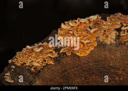 Nahaufnahme von Pilzen am Rand eines Baumstamms Stockfoto