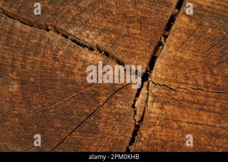 Nahaufnahme eines Baumstamms mit Altersringen und Rissen Stockfoto