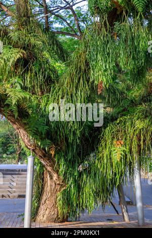 Epiphyten auf einem Baum in Empress Place, Singapur Stockfoto