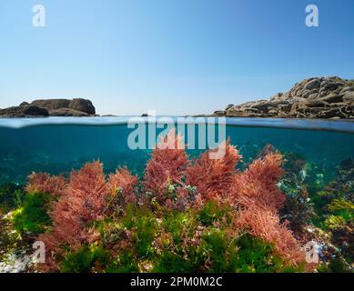 Meereslandschaft, Meeresalgen unter Wasser und Felsen mit blauem Himmel, geteilte Sicht über und unter der Wasseroberfläche, Ostatlantik, Spanien, Galicien Stockfoto