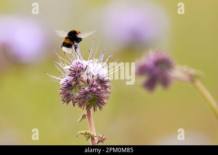 Hummeln, die Nektar aus Lacy phacelia ( Phacelia tanacetifolia ) Blau tansige Blütenpflanze sammeln Stockfoto