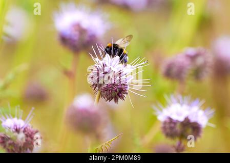 Hummeln, die Nektar aus Lacy phacelia ( Phacelia tanacetifolia ) Blau tansige Blütenpflanze sammeln Stockfoto
