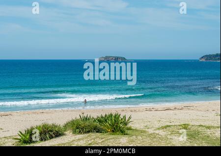 Unbekannte Touristen am Pebbly Beach. Kängurus, die sich in der Dämmerung versammeln, machen diesen Strand zu einem der berühmtesten Strände zwischen Sydney und Melbourne. Stockfoto