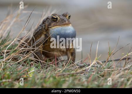 Nahaufnahme horizontal von Eastern American Kröte (Bufo americanus) sitzt am Teich und verlangt nach Mate. Stockfoto