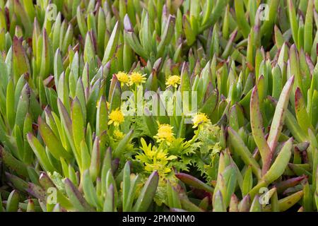 Sanicula arctopoides - Schritte des Frühlings - Wachstum unter invasiver Eispflanze. Stockfoto