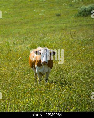 Die fette Kuh auf dem Gras. Simmentale Kuh grast auf dem Blumenfeld Stockfoto