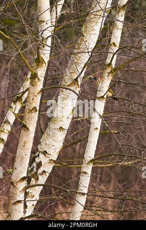 Europäischer Grünspecht auf einem Baum (Picus viridis) Stockfoto