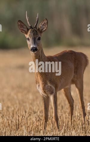 Ein majestätischer Weißwedelhirsch, der auf einer üppigen, grünen Wiese mit hohem Gras und Wildblumen steht Stockfoto
